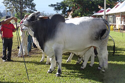 American Brahman Breeders Association